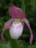 Cypripedium Phillipp Lady Slipper